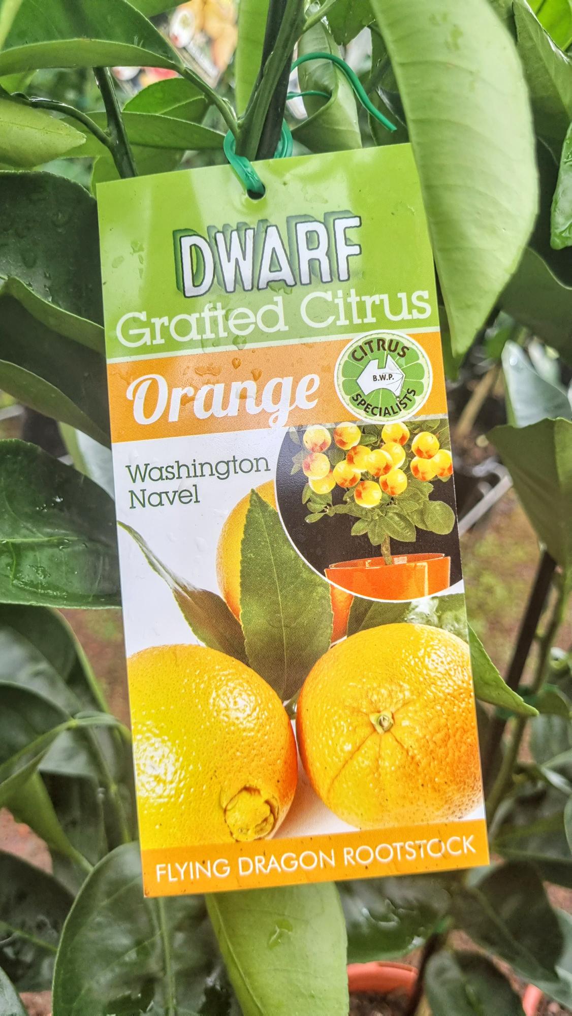 NEW SEASON CITRUS DWARF WASHINGTON NAVEL ORANGE