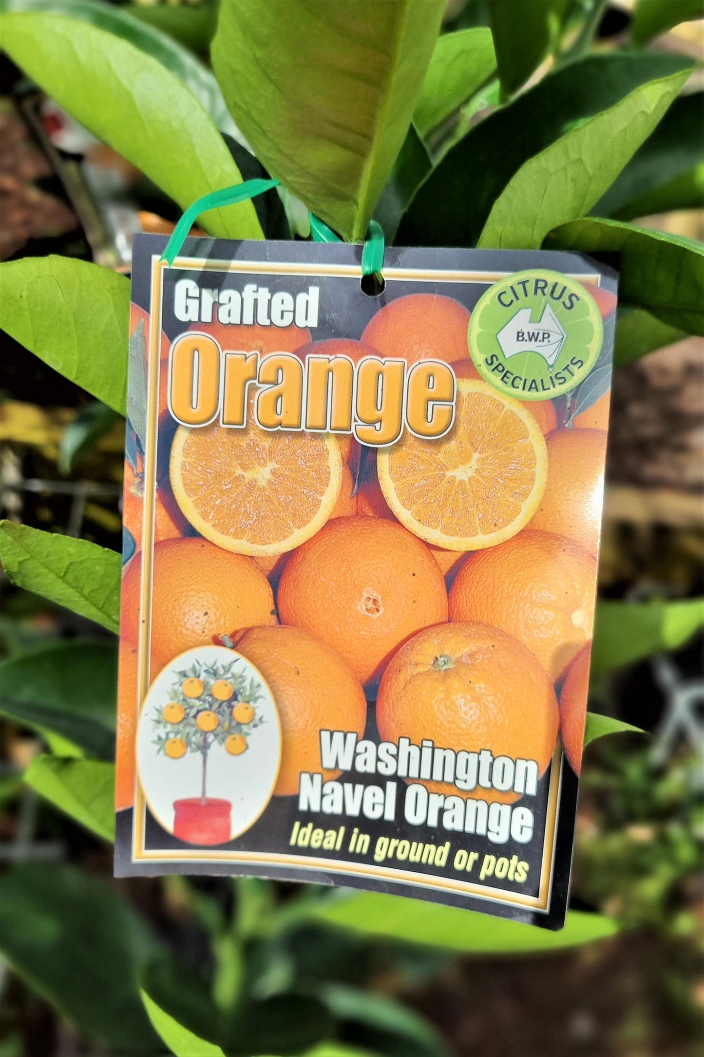 CITRUS ORANGE WASHINGTON NAVEL 250MM