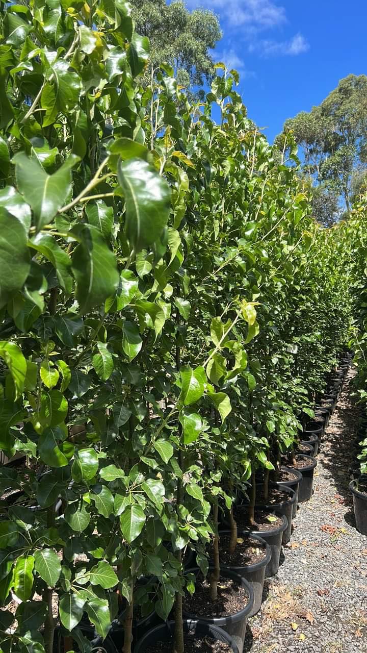 ORNAMENTAL PEAR PYRUS CALLERYANA CAPITAL POTTED 400MM