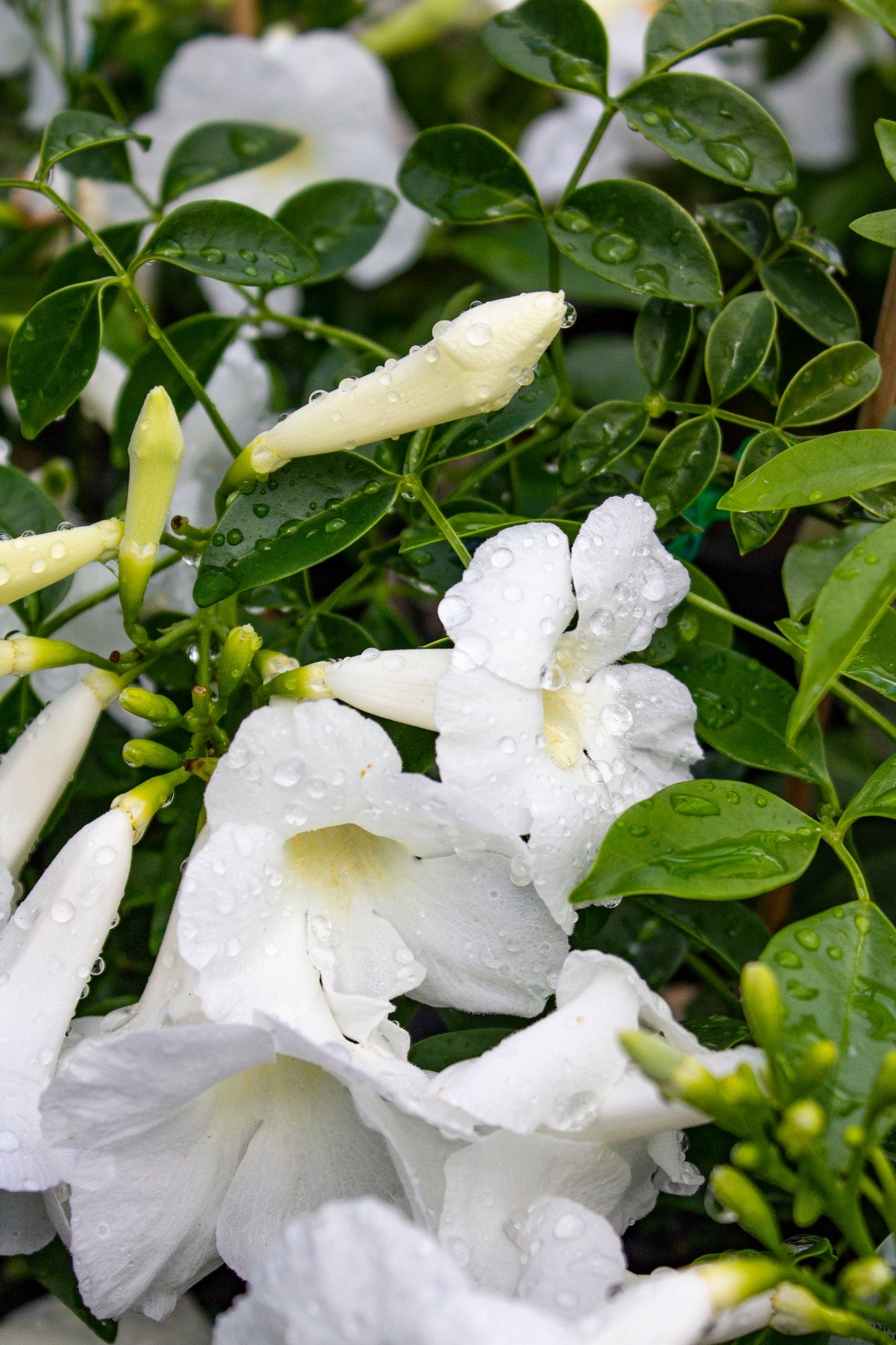 PANDOREA PANDORANA LADY DI 140MM