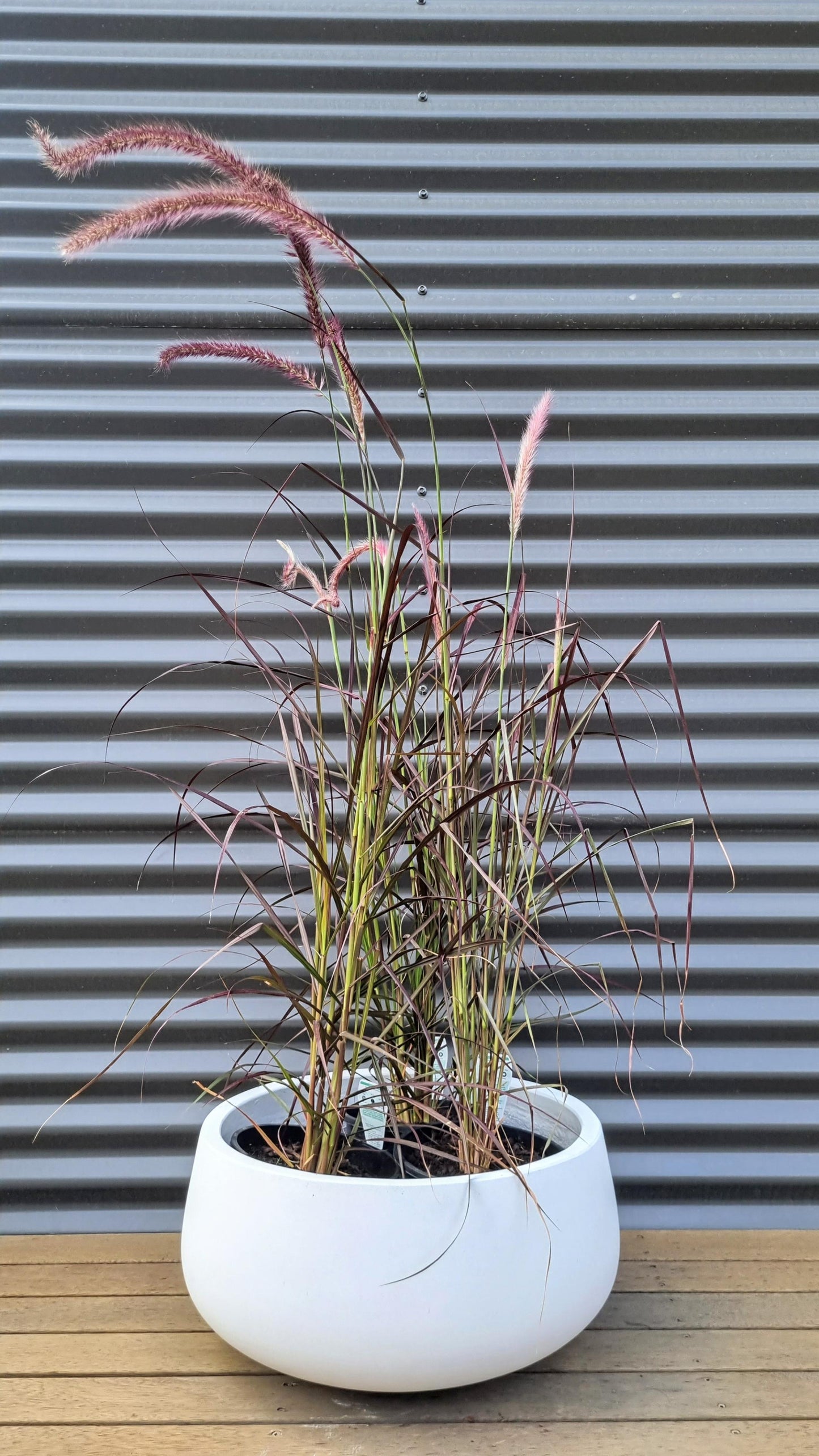 PENNISETUM PURPLE FOUNTAIN GRASS 200MM