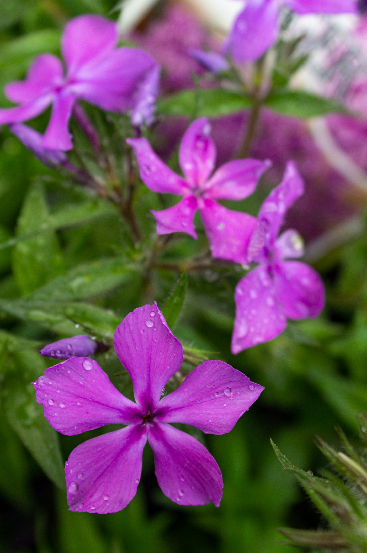 PHLOX JAGGER 140MM