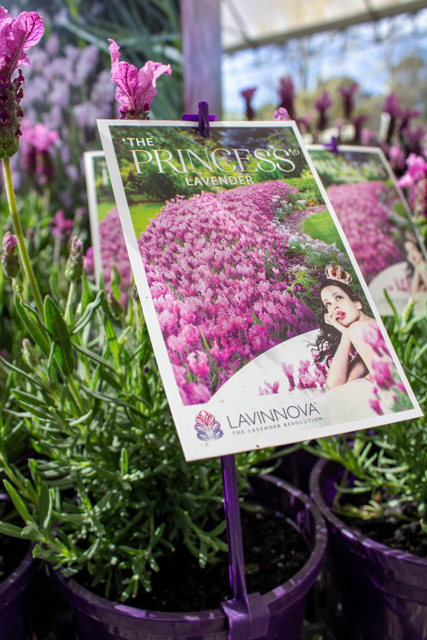 LAVANDULA THE PRINCESS LAVENDER 140MM