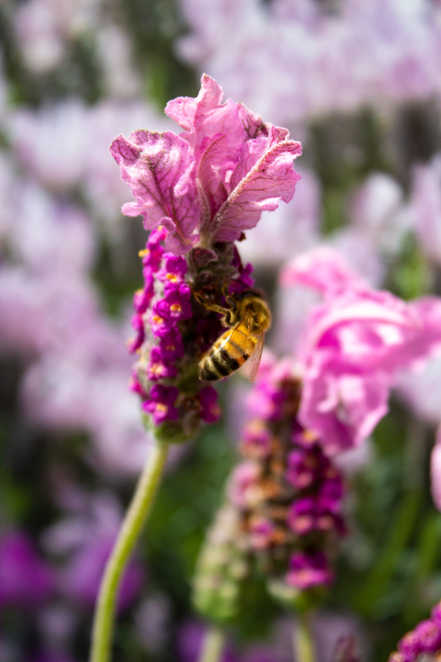 LAVANDULA THE PRINCESS LAVENDER 140MM