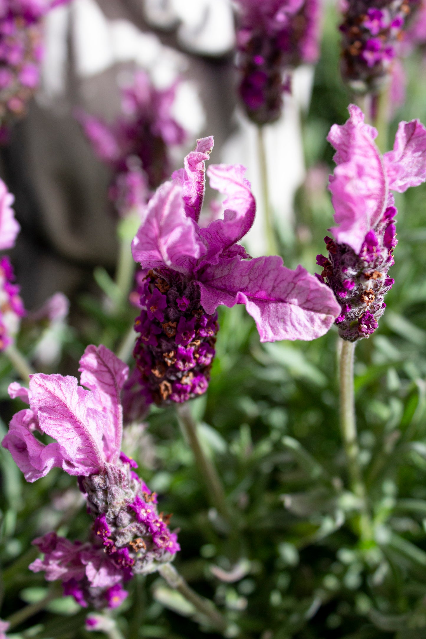 LAVANDULA THE PRINCESS LAVENDER 140MM