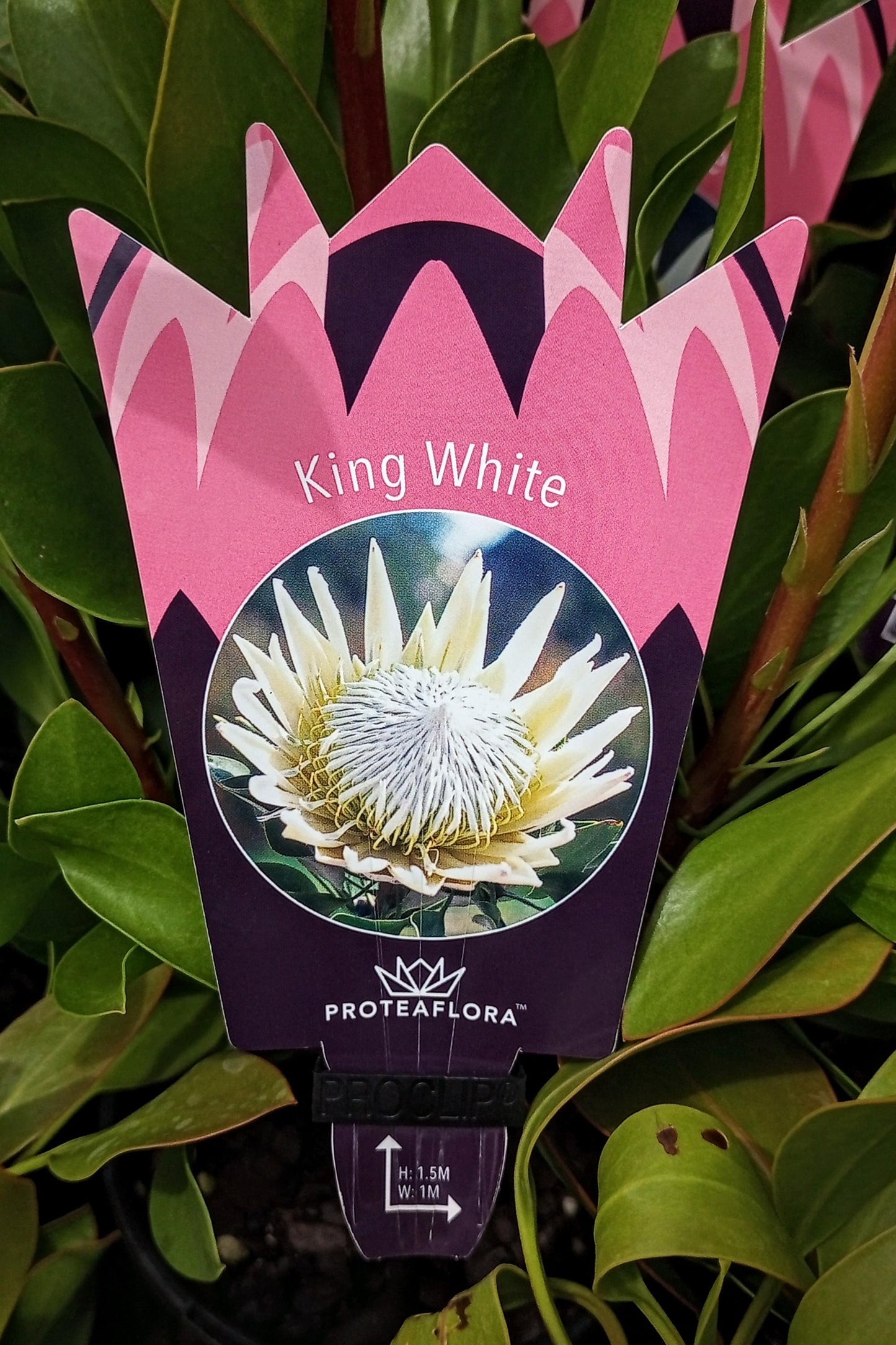 PROTEA KING WHITE 140MM