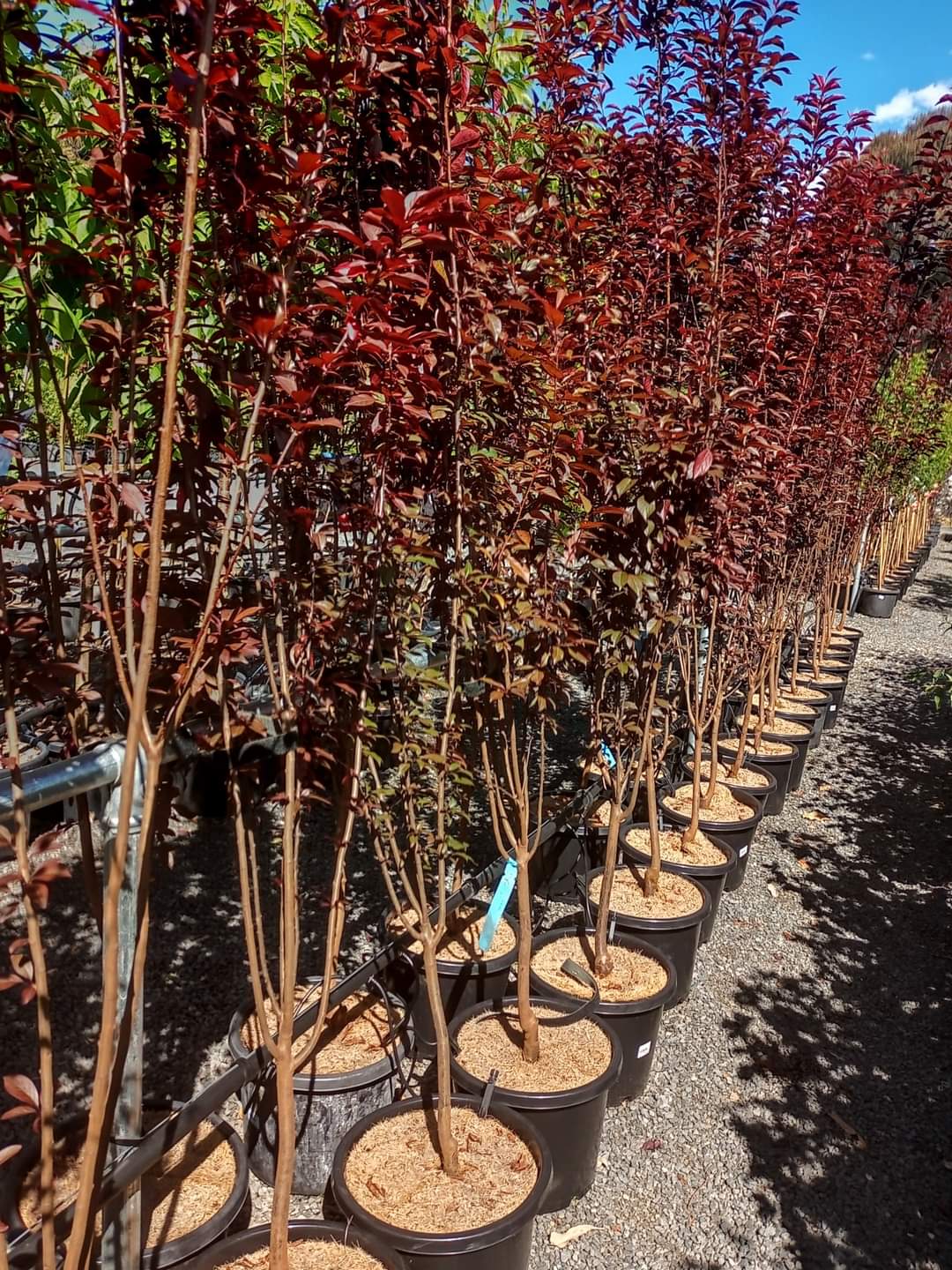 FLOWERING PLUM PRUNUS CERASIFFERA OAKVILLE CRIMSON SPIRE 300MM