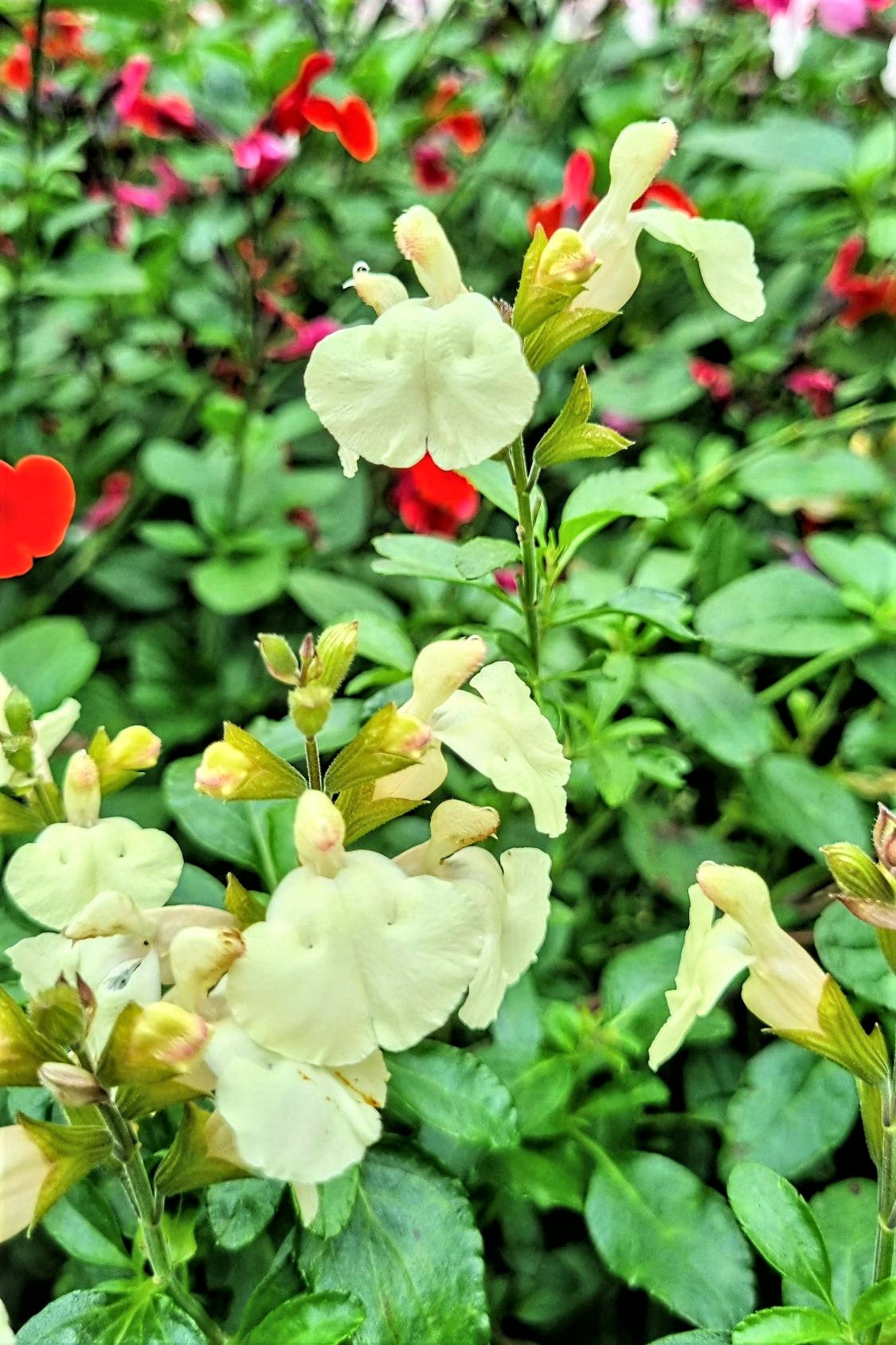SALVIA HEATWAVE FLASH 140MM
