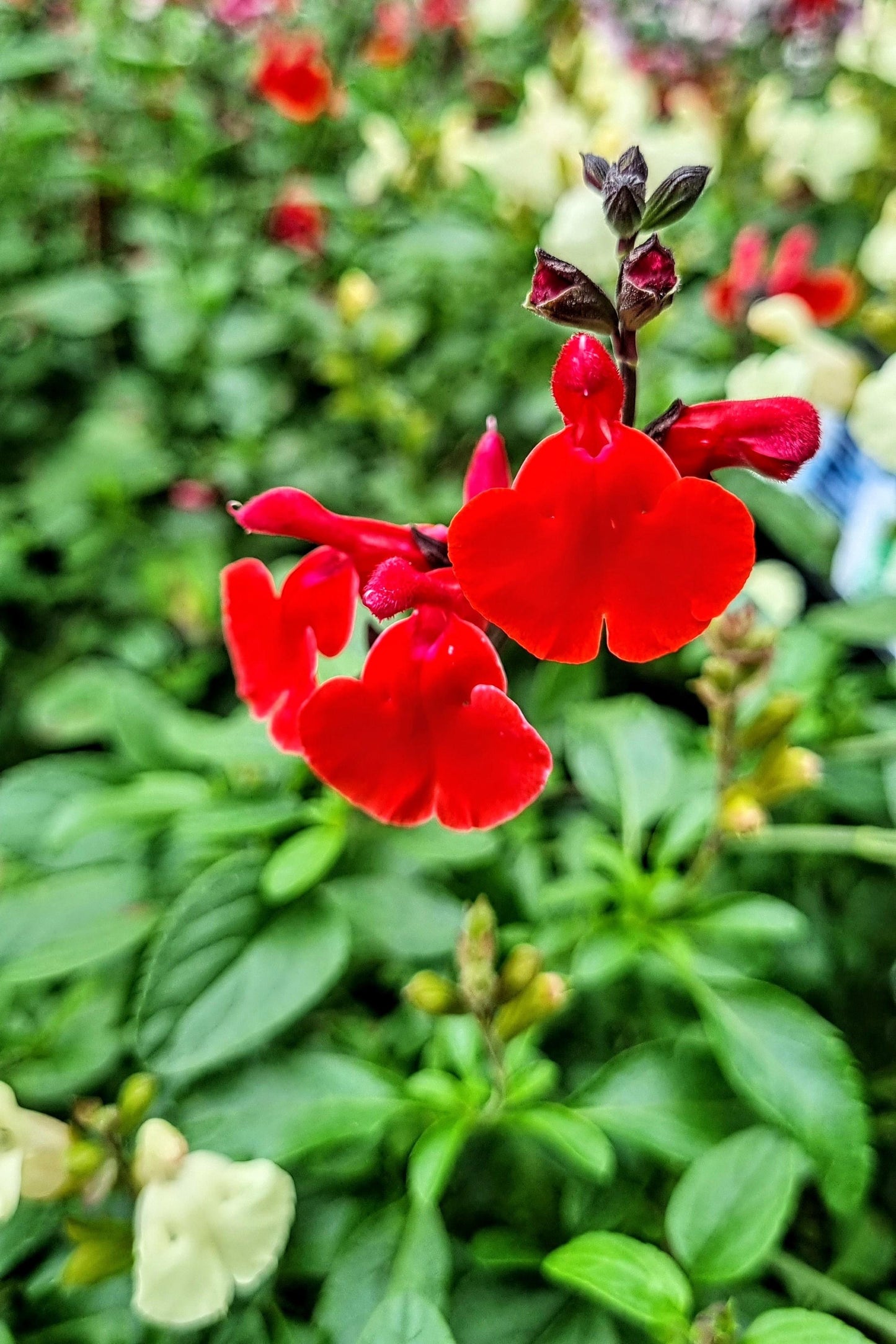SALVIA HEATWAVE INFERNO 140MM