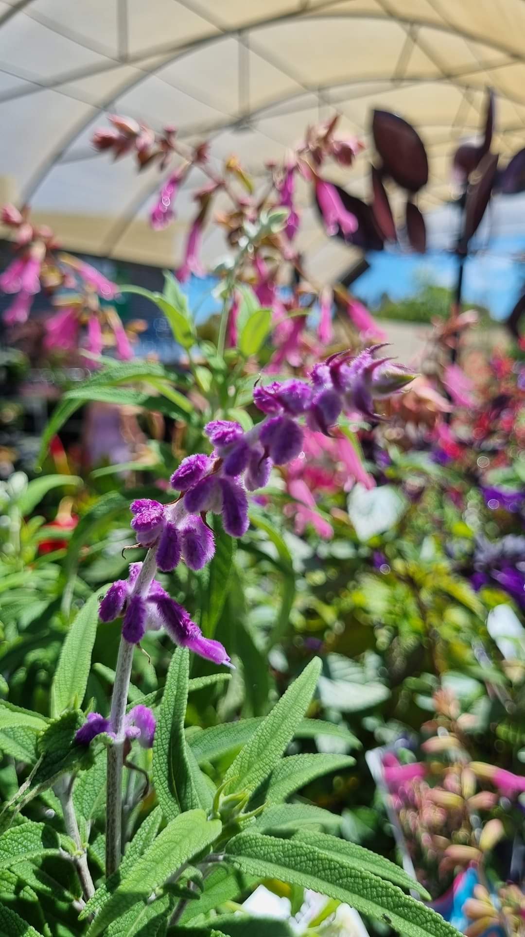 SALVIA SANTA BARBARA 140MM