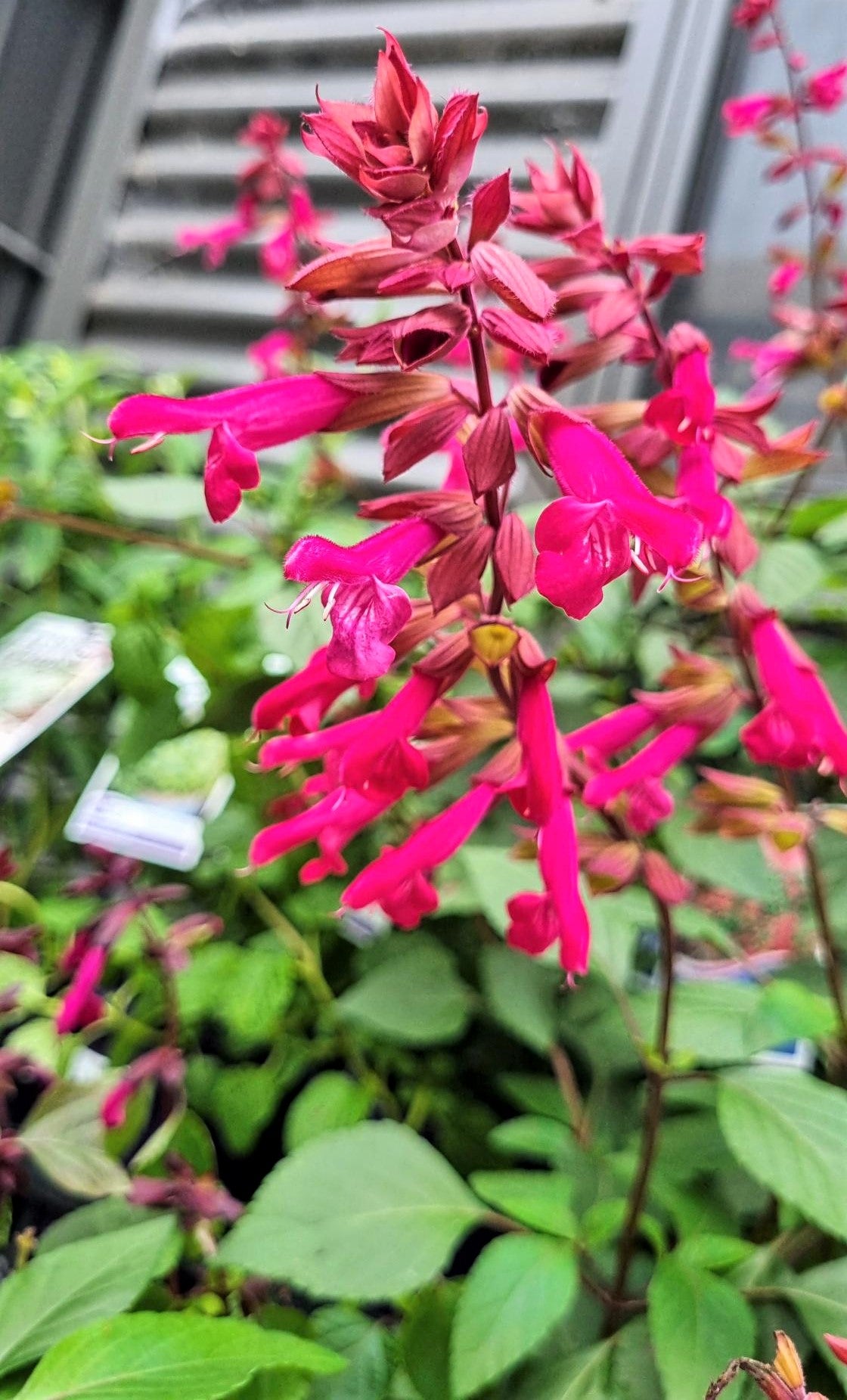 SALVIA WENDYS WISH 140MM