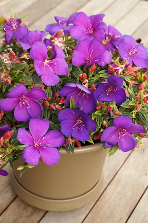 TIBOUCHINA GROOVY BABY 140MM