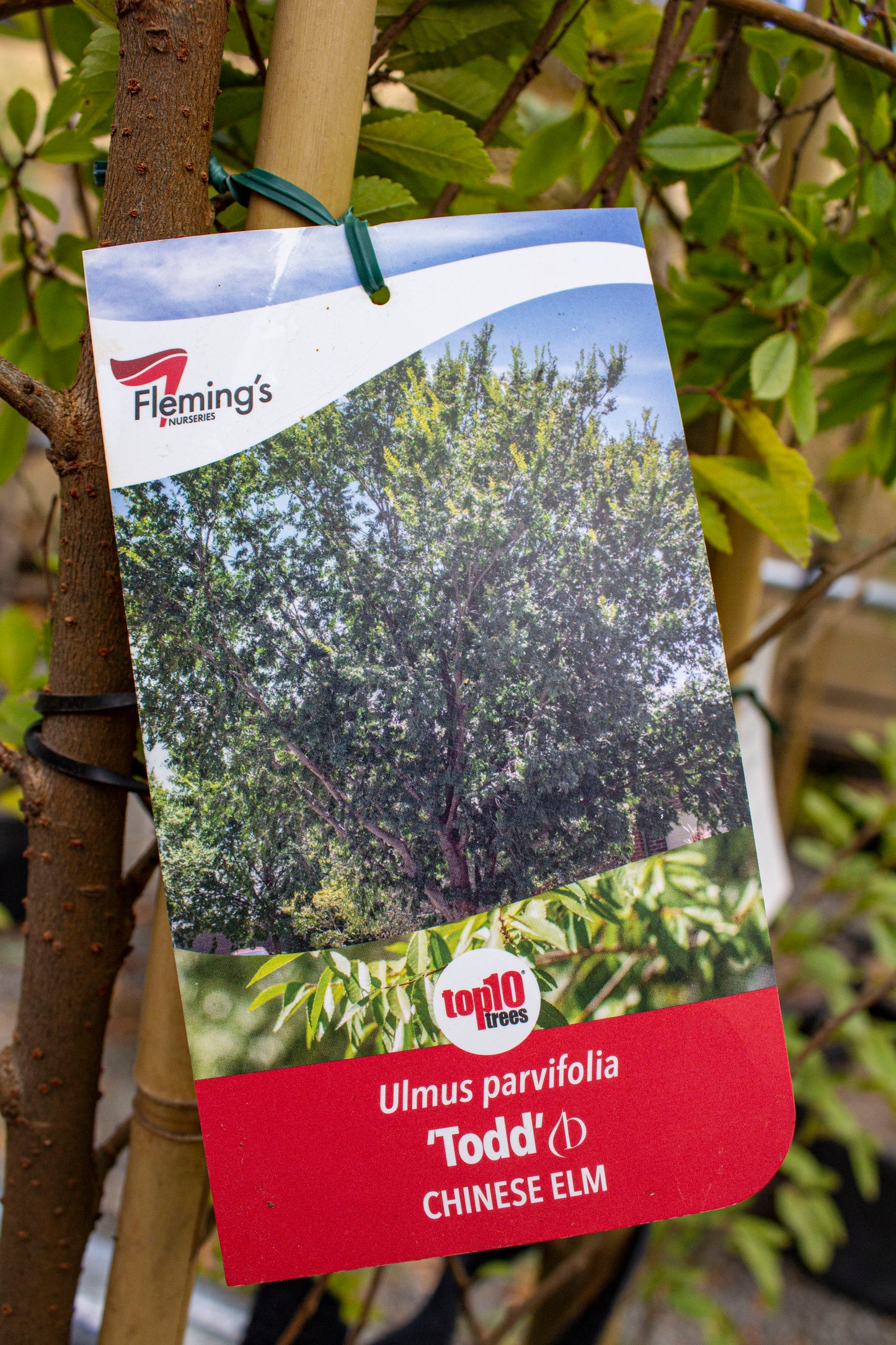 ULMUS PARVILOLIA 'TODD' CHINESE ELM 330MM