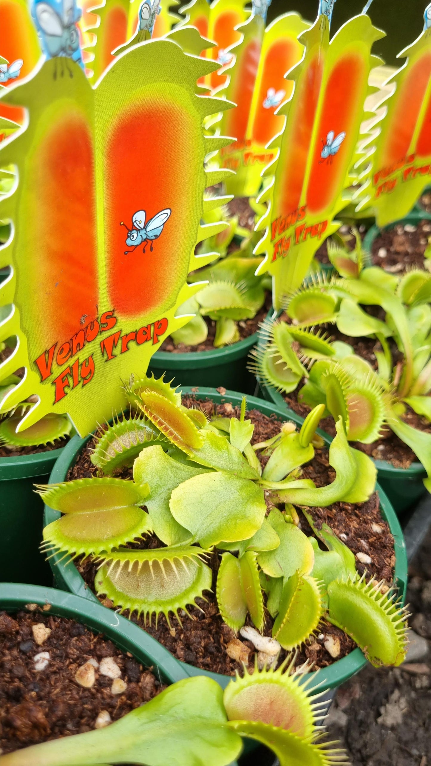 DIONAEA MUSCIPULA VENUS FLY TRAP 100MM