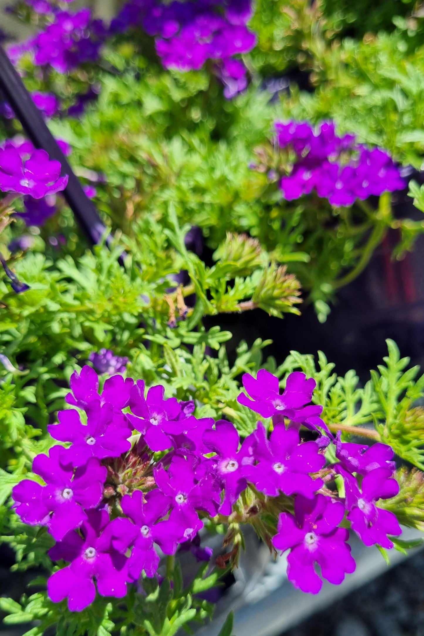 VERBENA PURPLE PASSION 140MM