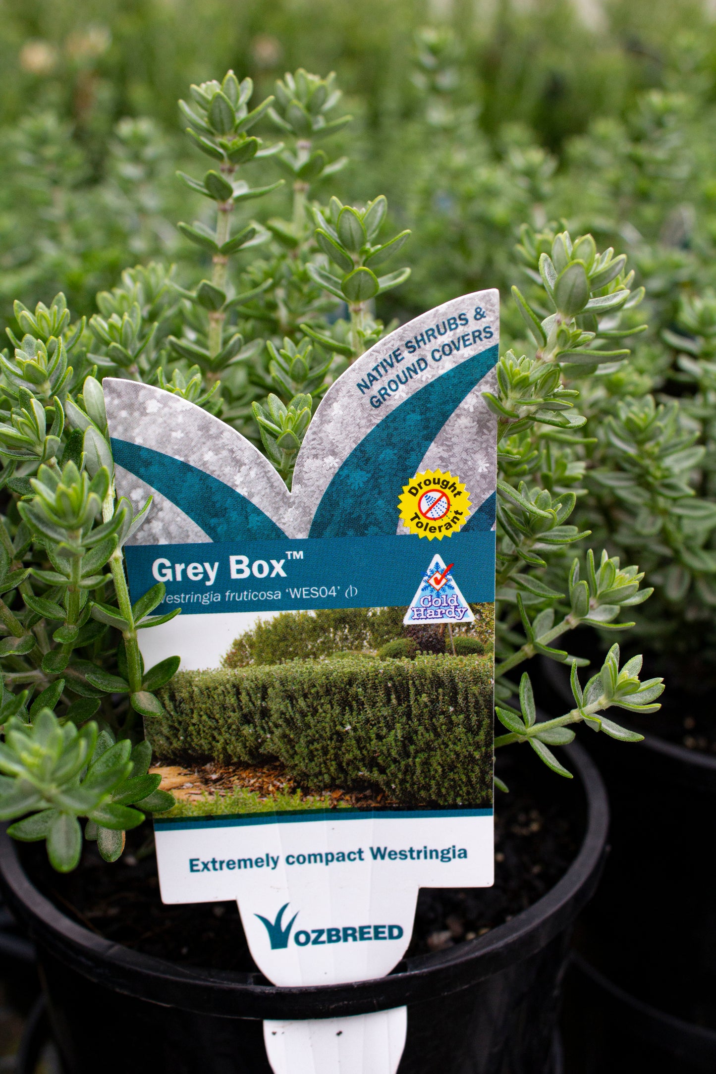 WESTRINGIA FRUTICOSA 'WES04' GREY BOX 140MM NPW