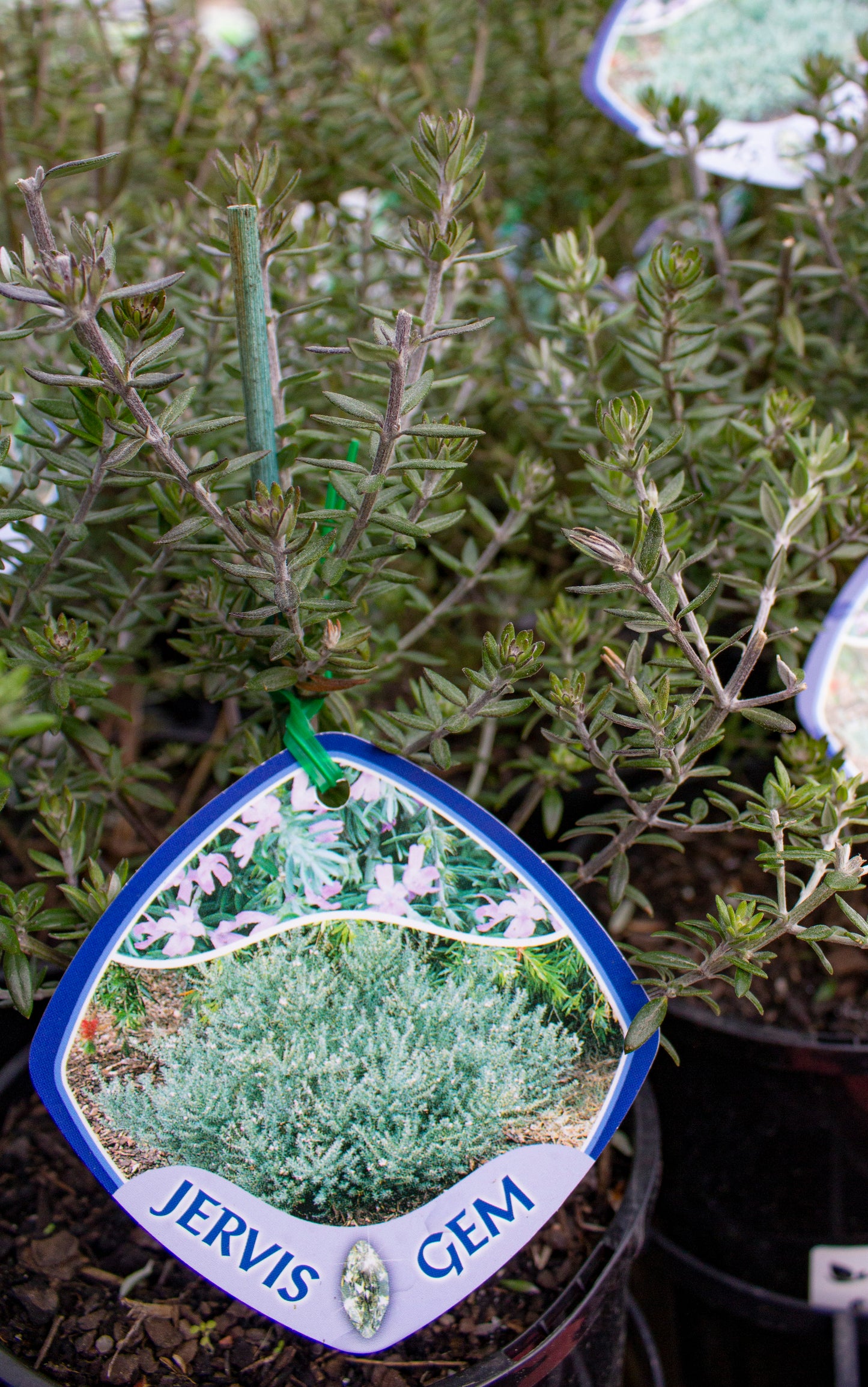 WESTRINGIA FRUTICOSA 'JERVIS GEM' 140MM