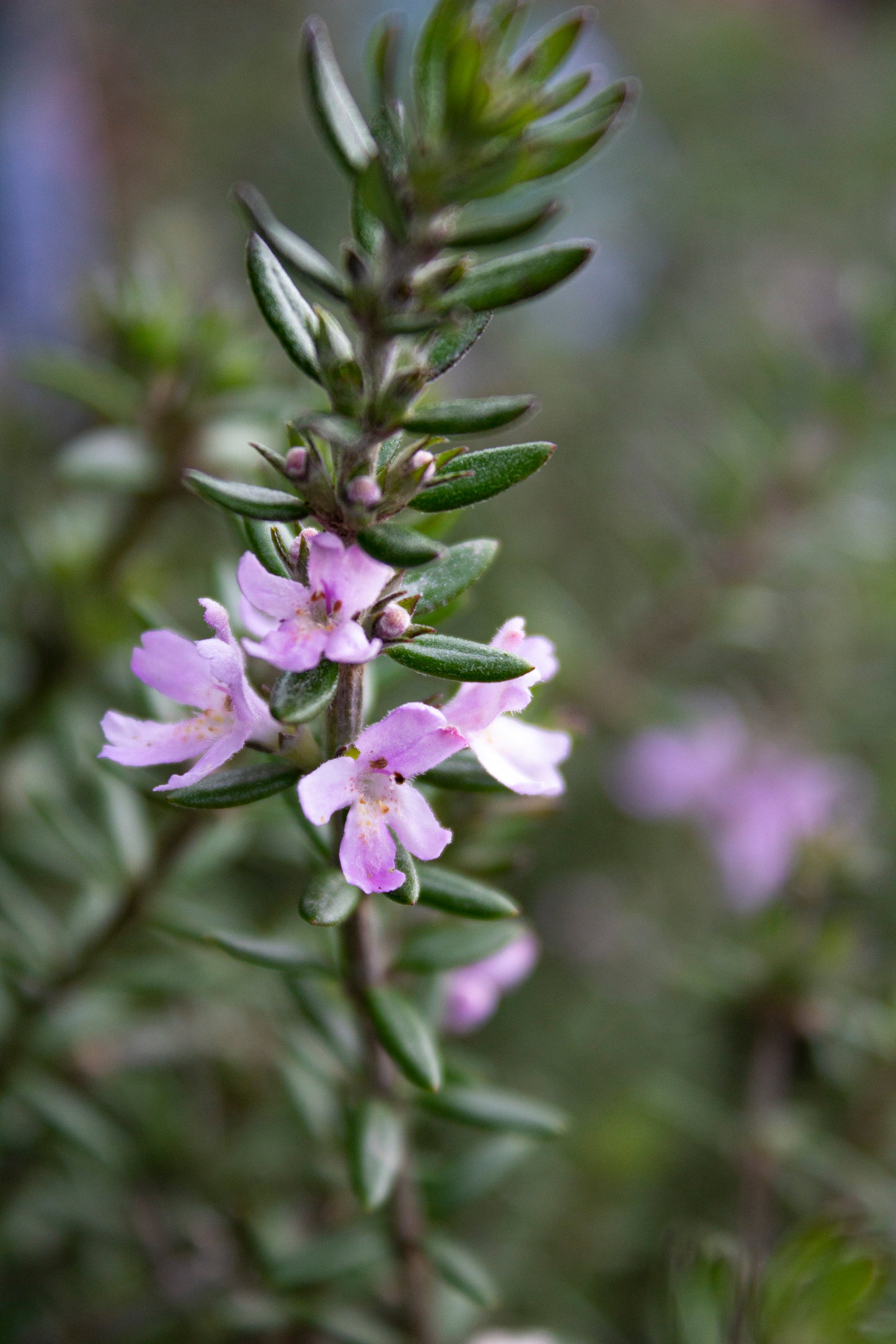 WESTRINGIA FRUTICOSA 'JERVIS GEM' 140MM