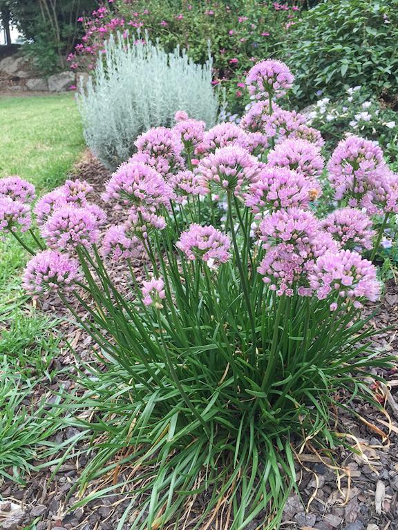 ALLIUM PINK PEPPER 140MM