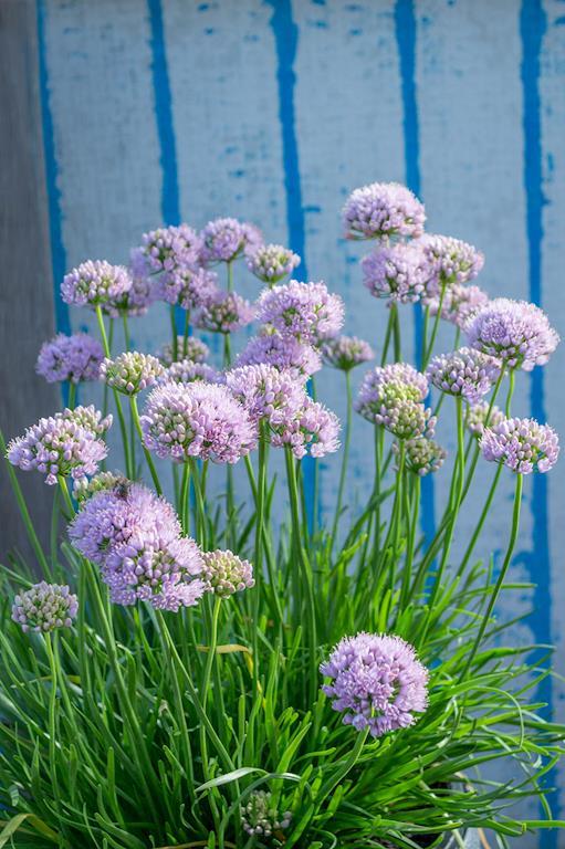 ALLIUM PINK PEPPER 140MM