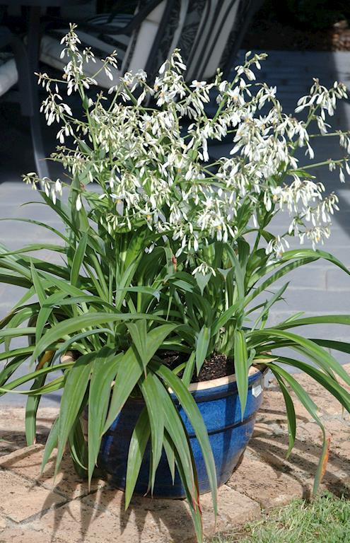 ARTHROPODIUM TE PUNA 140MM