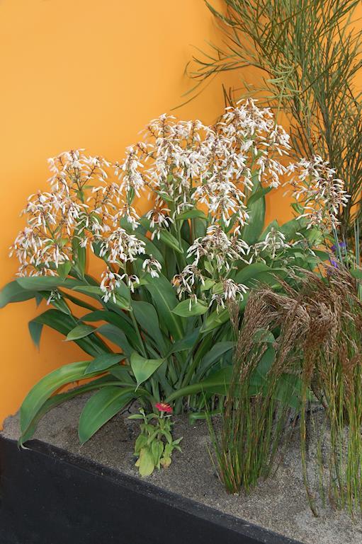 ARTHROPODIUM TE PUNA 140MM
