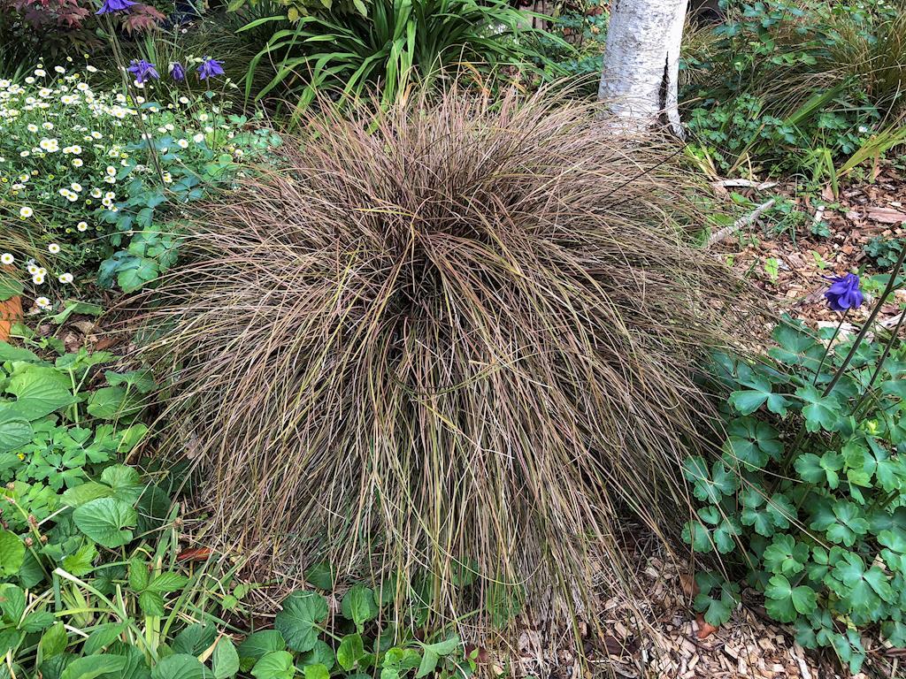 CAREX DUSKY FOUNTAIN 140MM