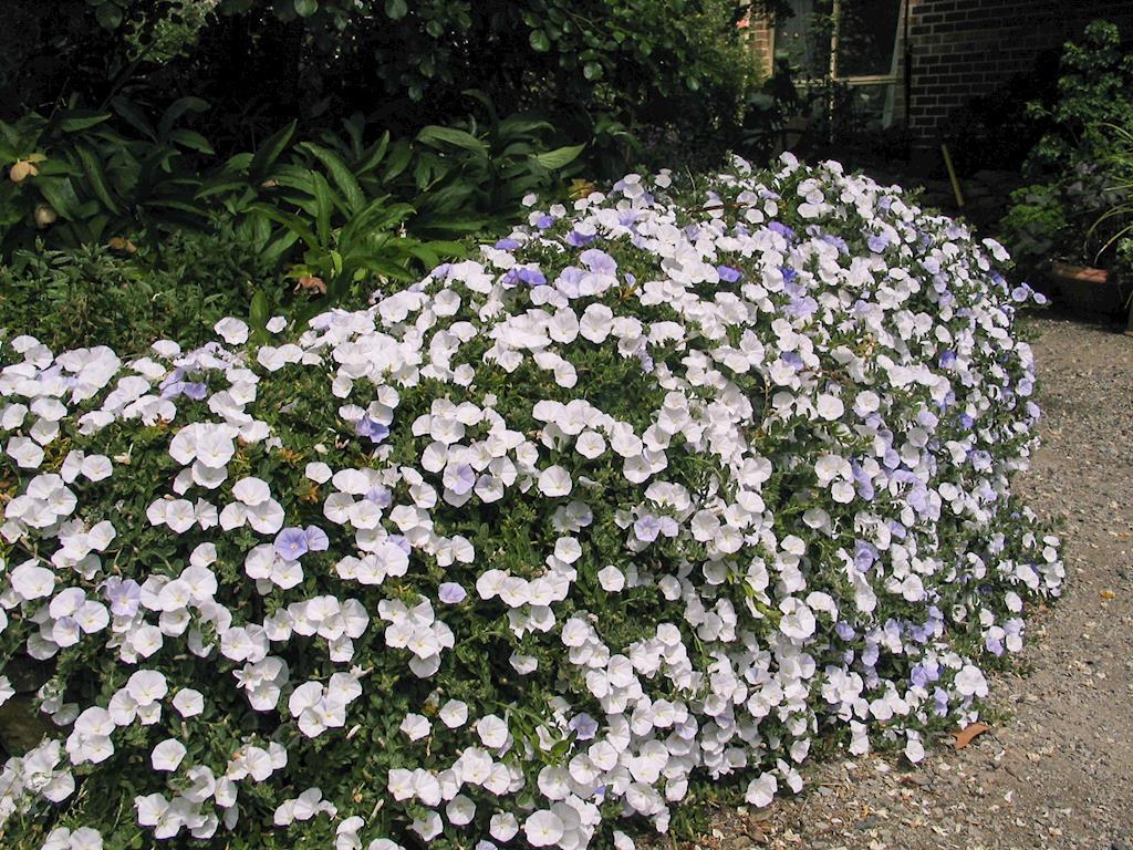 CONVOLVULUS TWO MOONS 140MM