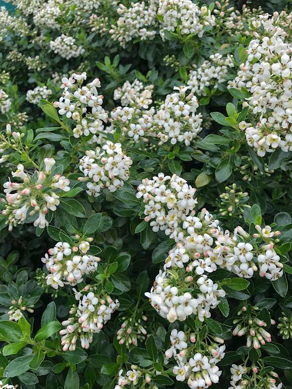 ESCALLONIA HEDGE WITH AN EDGE WHITE 140MM