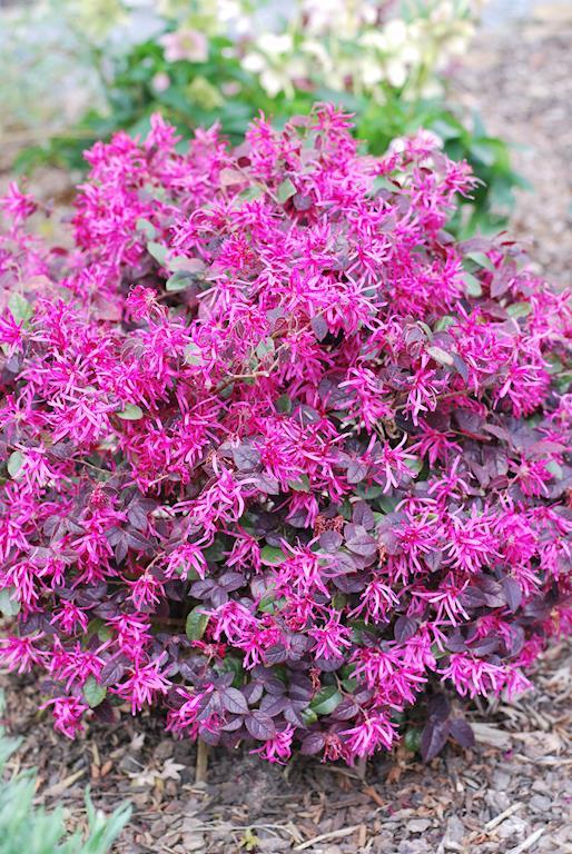 LOROPETALUM PLUM GORGEOUS 180MM