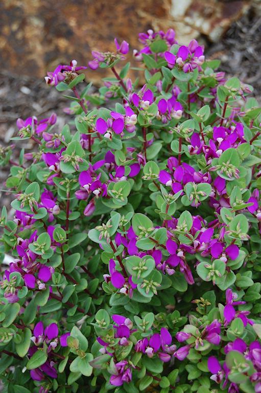 POLYGALA LITTLE BIBI 140MM