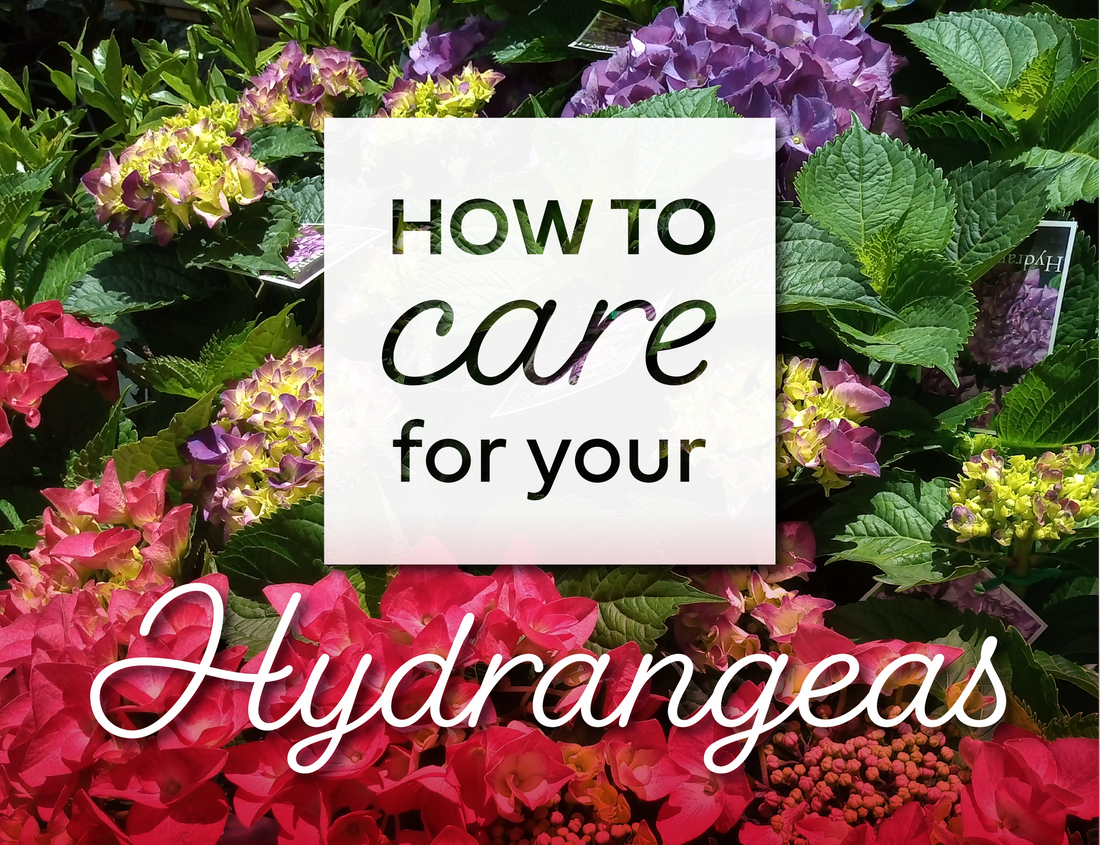 How to Care for your Hydrangeas