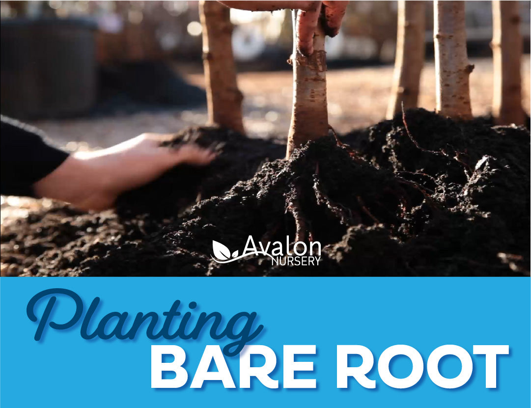 Planting Bare Root