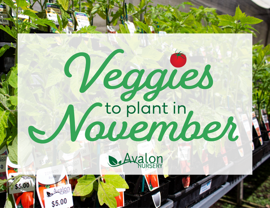 Vegetables to Plant in November