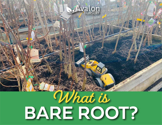 What is Bare Root?