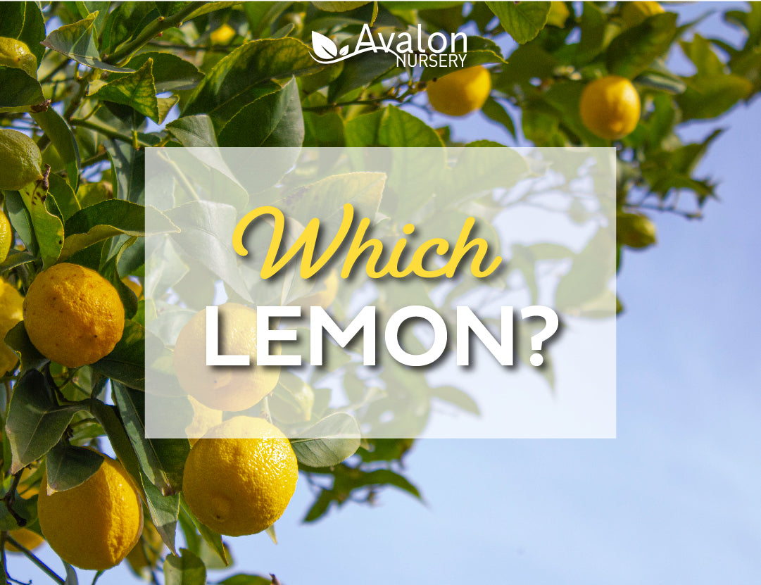 Which Lemon?
