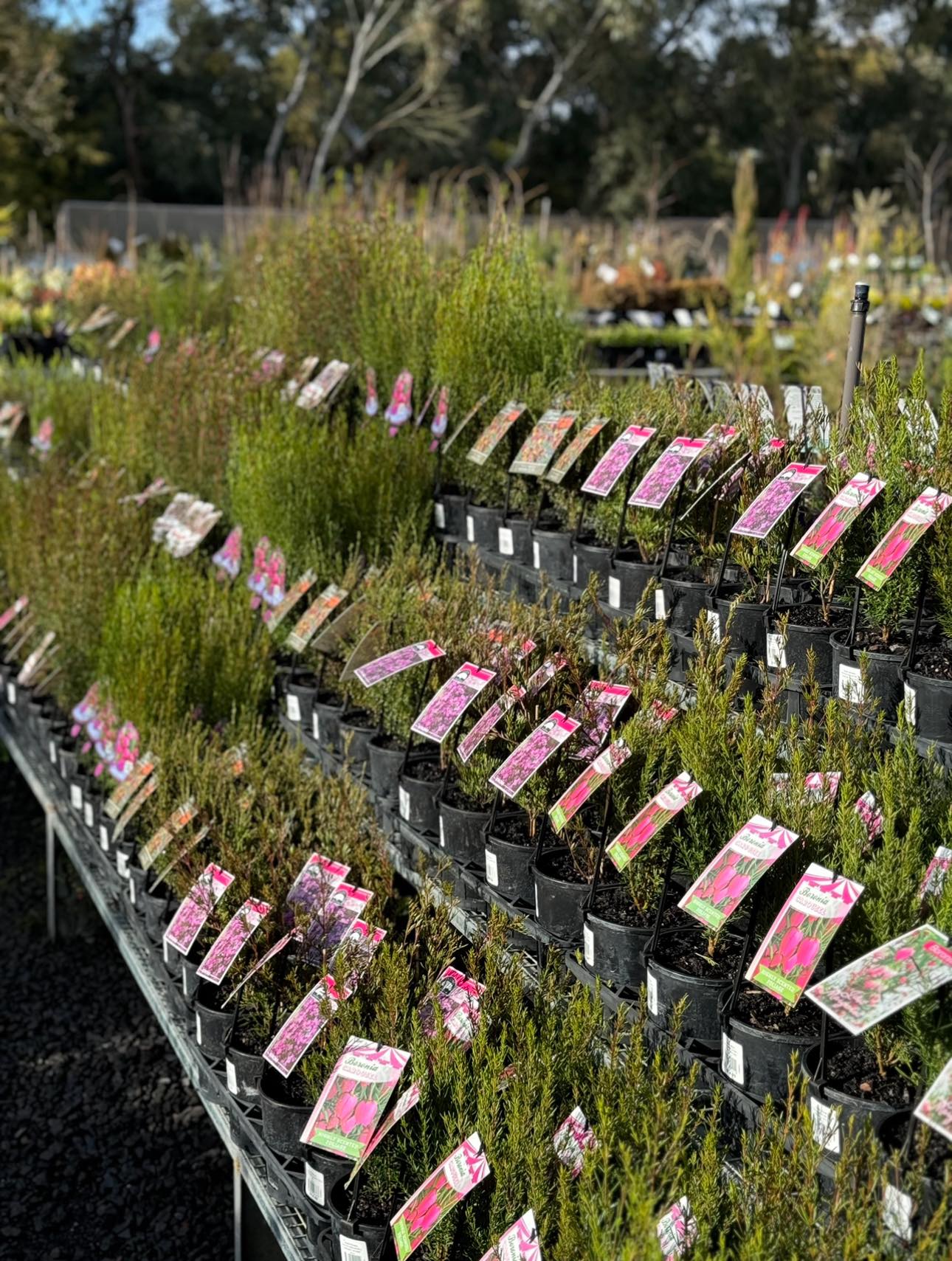 Boronia – Avalon Nursery