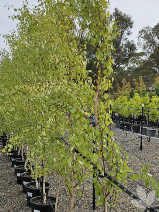 BETULA PENDULA FASTIGIATA BIRCH BR