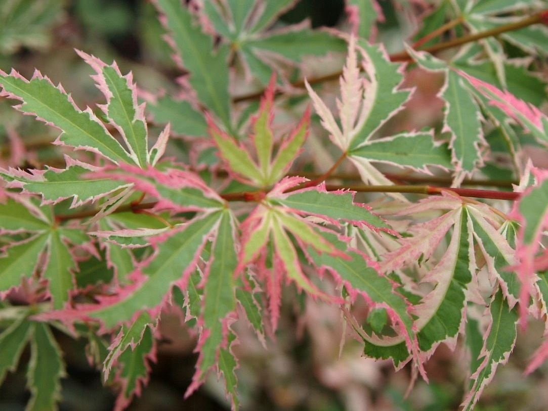 MAPLE ACER PALMATUM BUTTERFLY 300MM