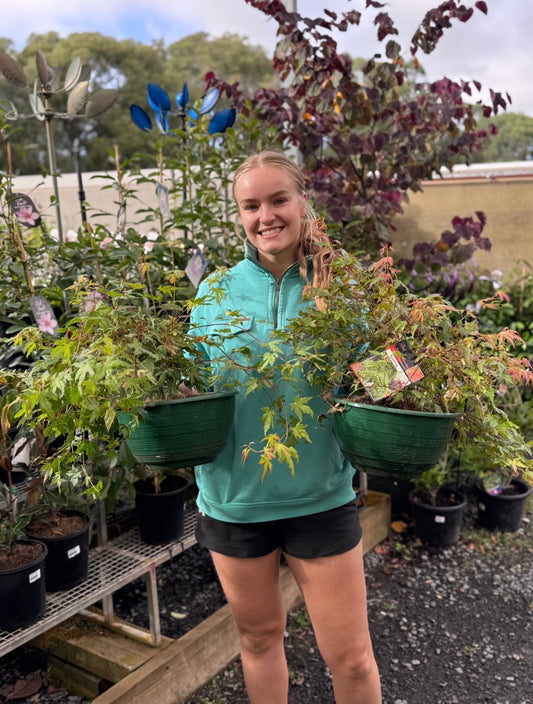 MAPLE ACER PALMATUM NISHIKI FOUNTAIN HANGING BASKET 275MM