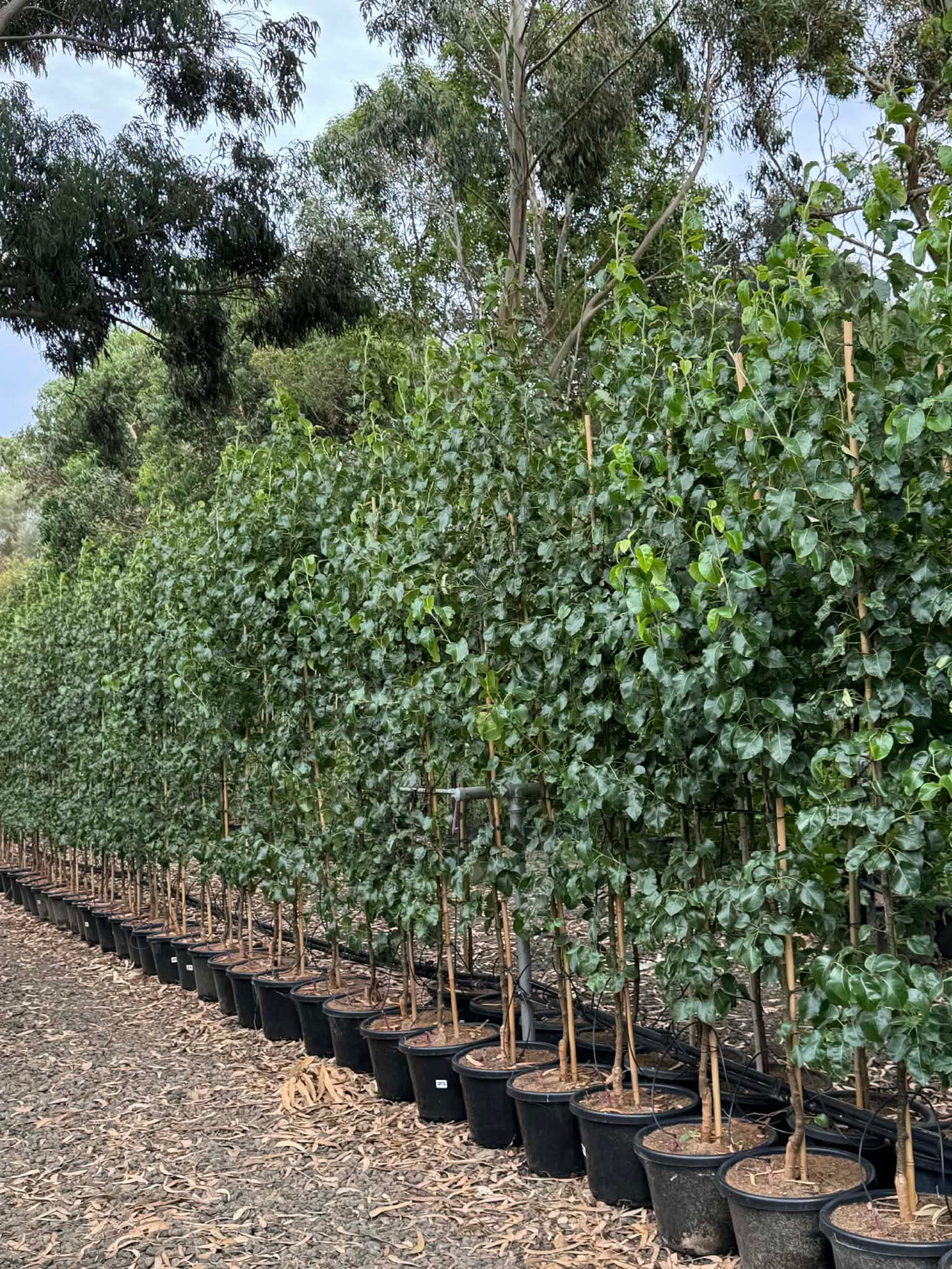 Ornamental Pear - Capital 400mm