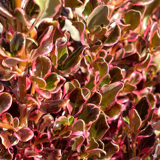 Coprosma Pacific Sunrise - 140mm