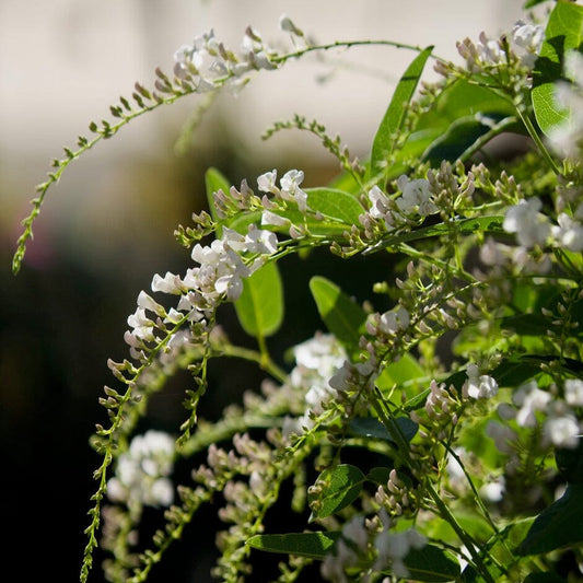 Hardenbergia White Out - 140mm
