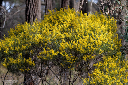 ACACIA WILLIAMSONII 140MM