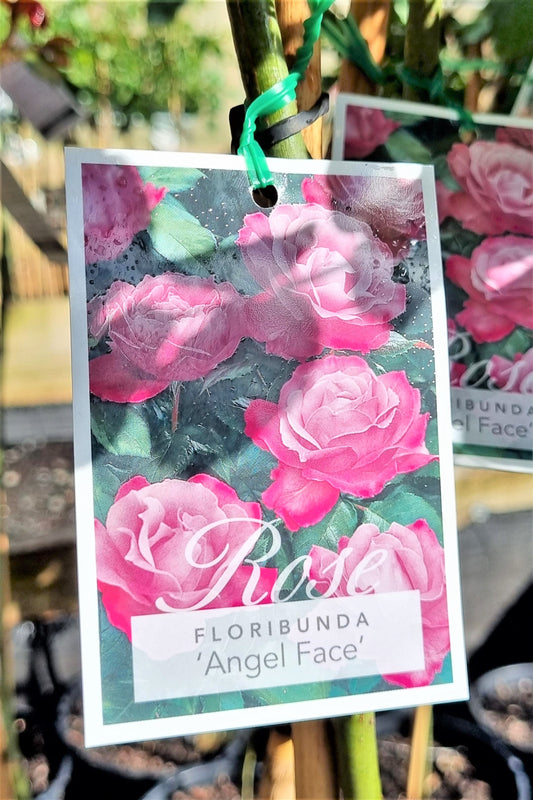 BR 3FT STANDARD ROSE ANGEL FACE FLORIBUNDA