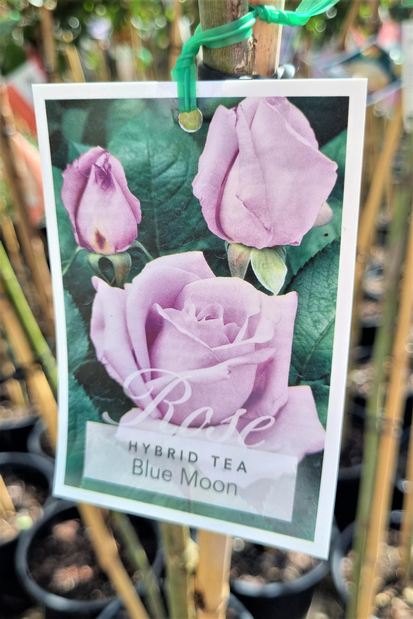 BR 3FT STANDARD ROSE BLUE MOON HYBRID TEA