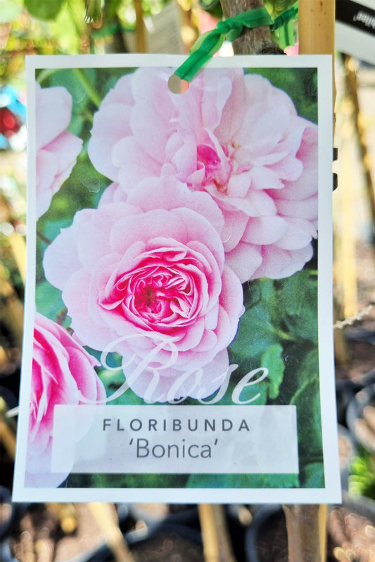 BR 3FT STANDARD ROSE BONICA FLORIBUNDA