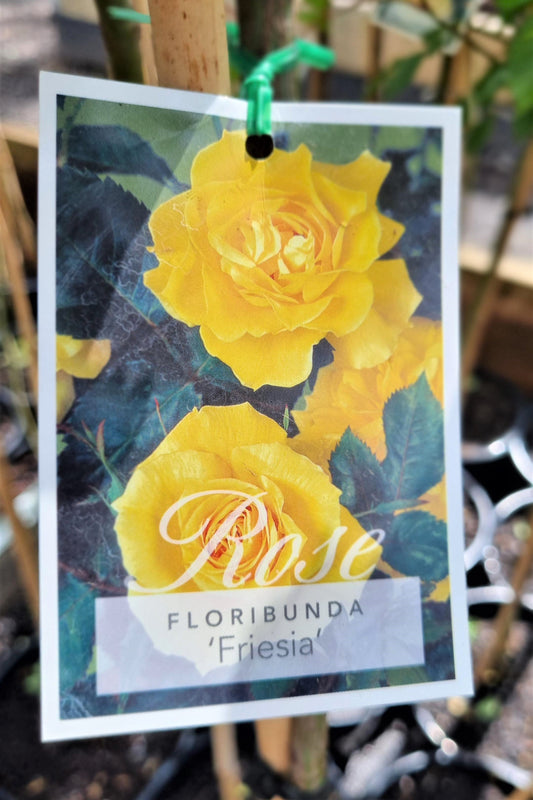 BR 3FT STANDARD ROSE FRIESIA FLORIBUNDA