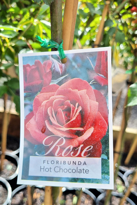 BR 3FT STANDARD ROSE HOT CHOCOLATE FLORIBUNDA