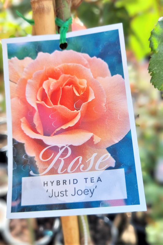 BR 3FT STANDARD ROSE JUST JOEY HYBRID TEA